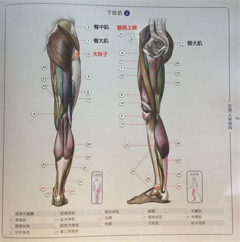 臀部|臀部（人体部位）